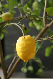 Citrus x limon RCP1-2013 040.JPG